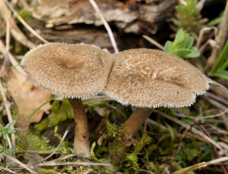Polyporus arcularius Rostk
